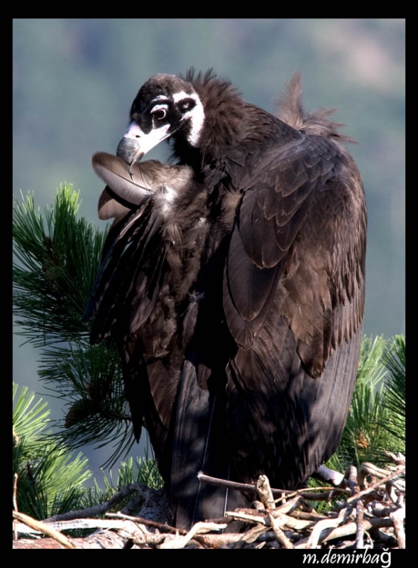Cinereous Vulture