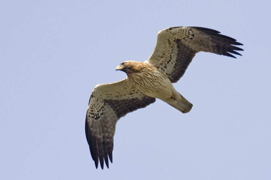 Booted Eagle