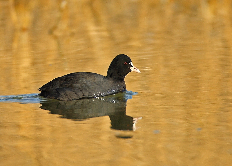 Eurasian Coot