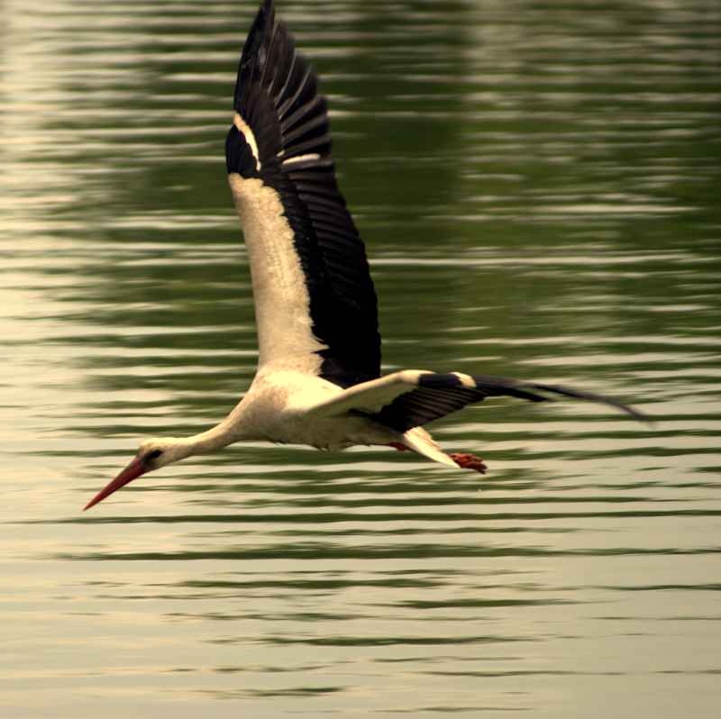 White Stork