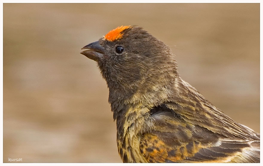 Red-fronted Serin
