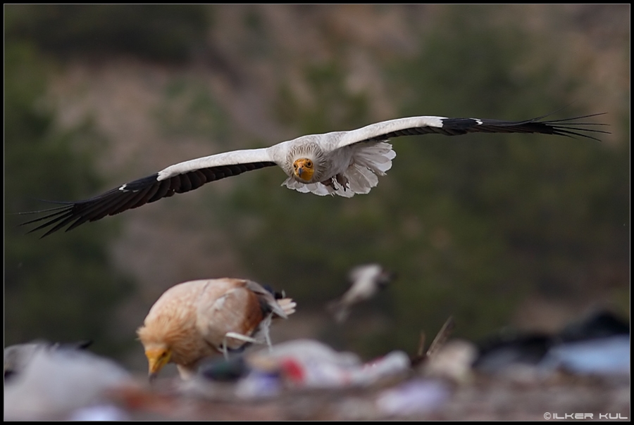 Egyptian Vulture
