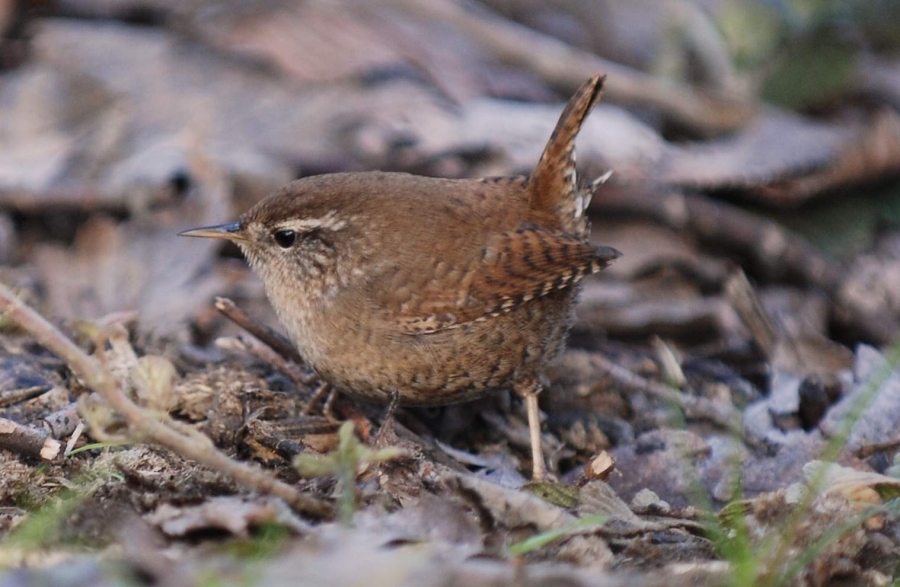 Eurasian Wren