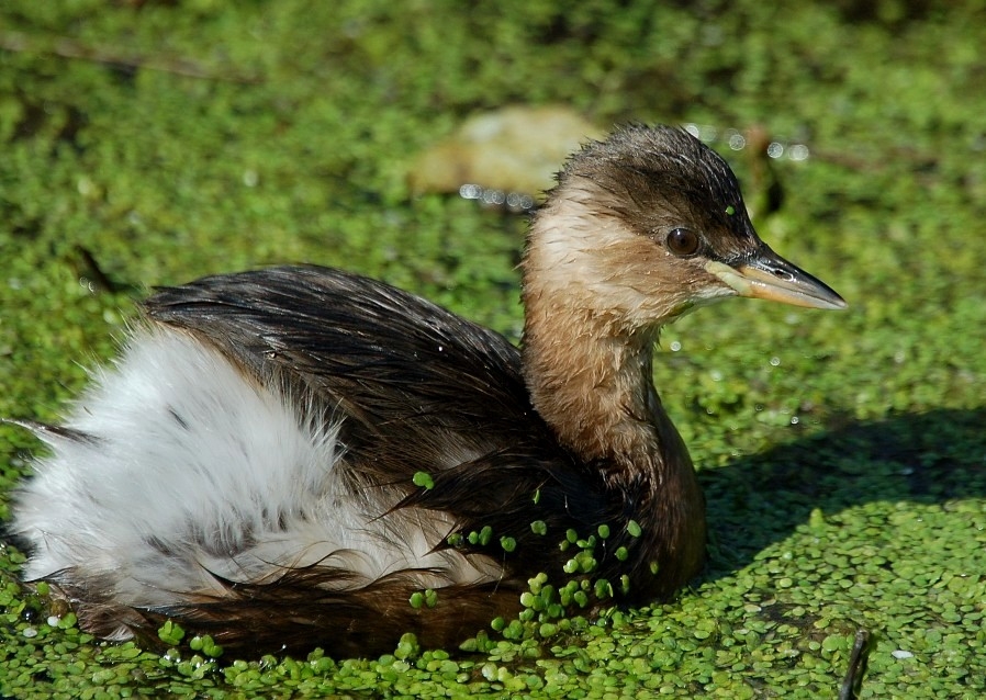 Little Grebe