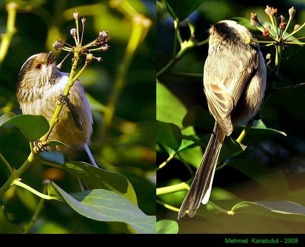 Long-tailed Tit