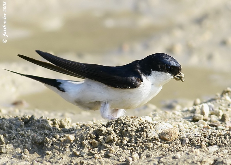 Western House Martin