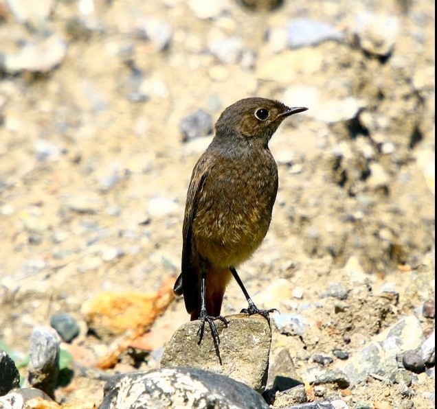 Kara kızılkuyruk