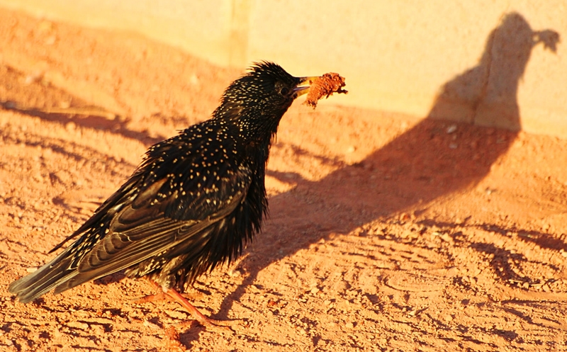 Common Starling