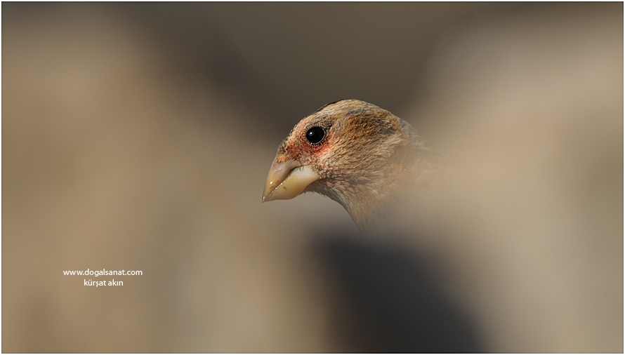 Crimson-winged Finch