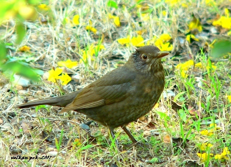 Common Blackbird