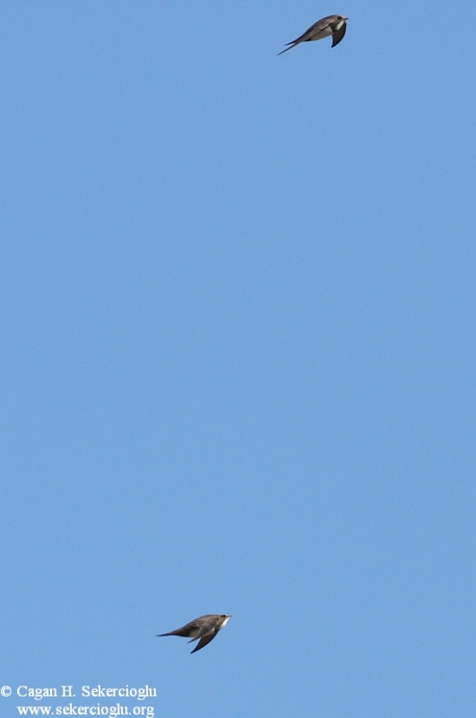 Alpine Swift