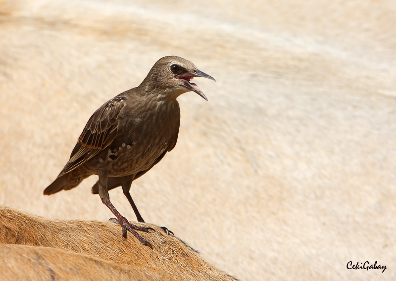 Common Starling