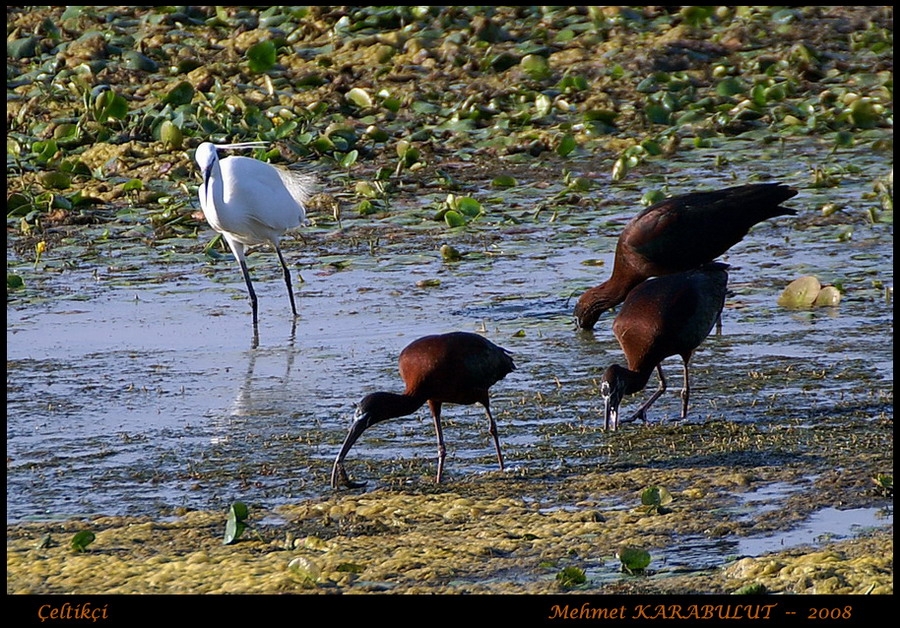 Glossy Ibis