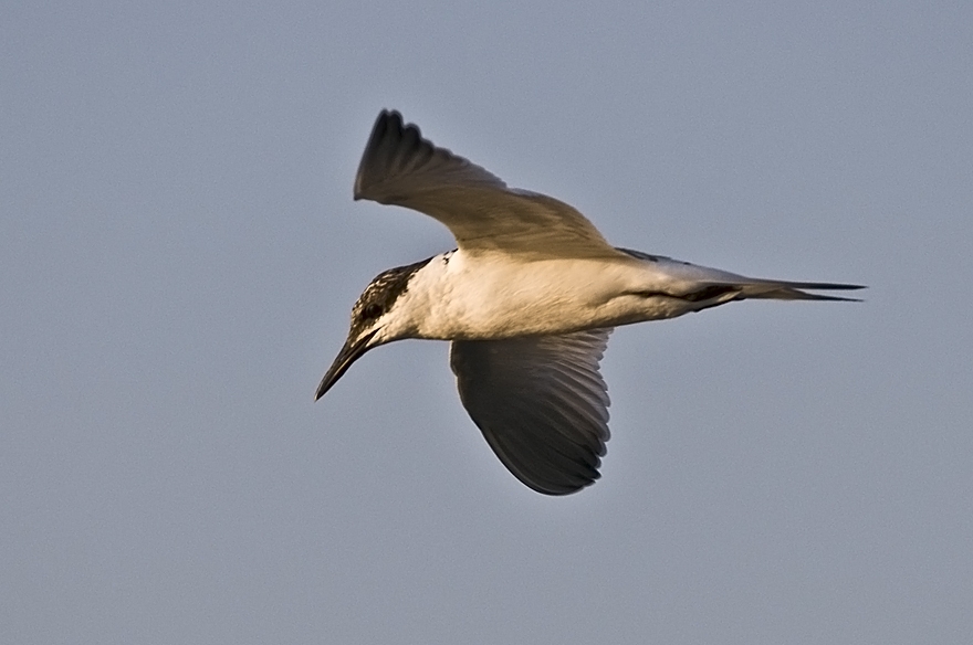 Sandwich Tern