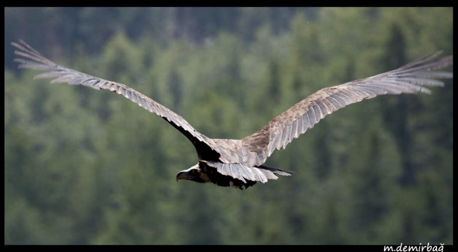 Cinereous Vulture
