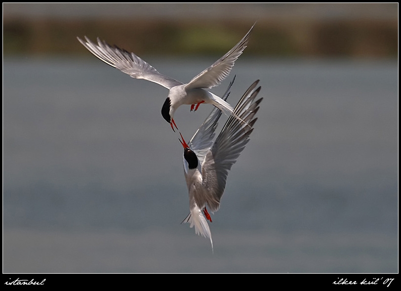 Common Tern