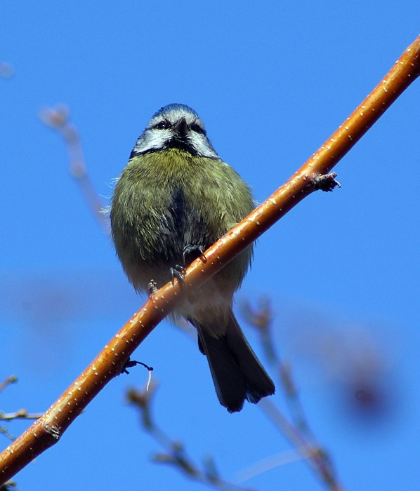 Eurasian Blue Tit