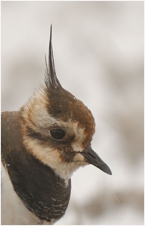 Northern Lapwing