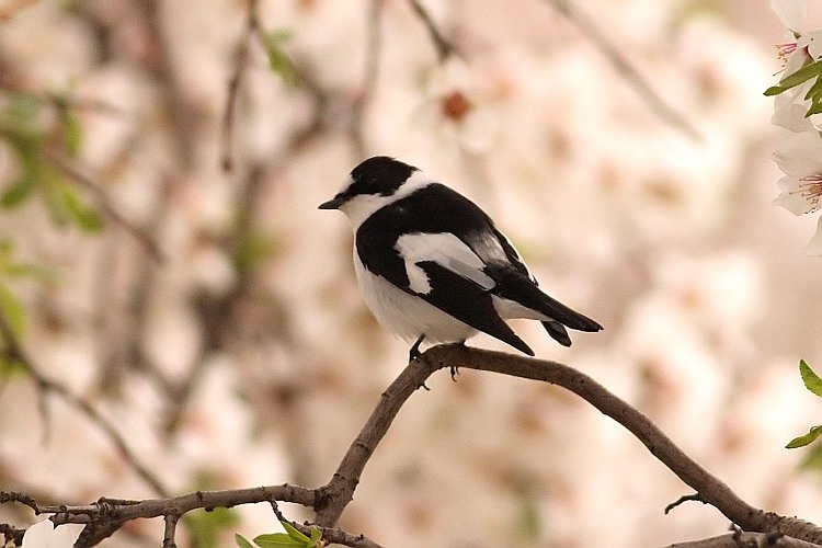 Collared Flycatcher