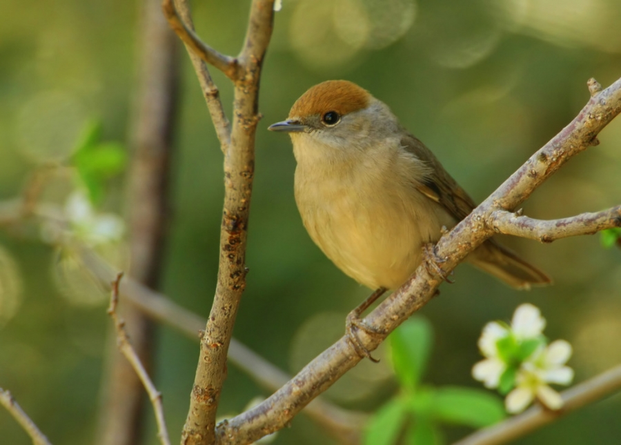 Eurasian Blackcap