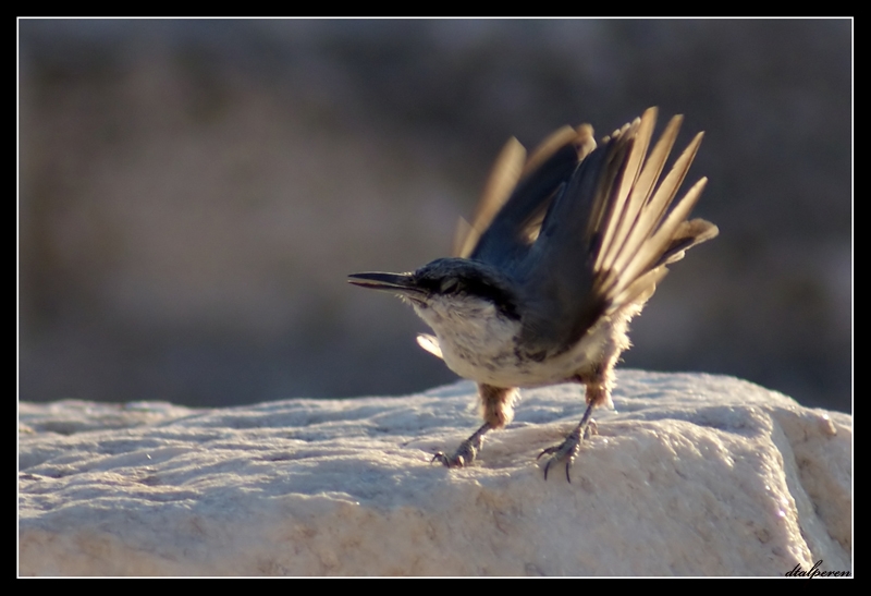 Western Rock Nuthatch