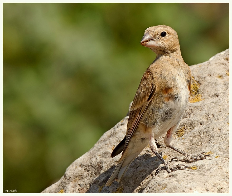 Crimson-winged Finch