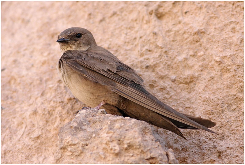 Eurasian Crag Martin