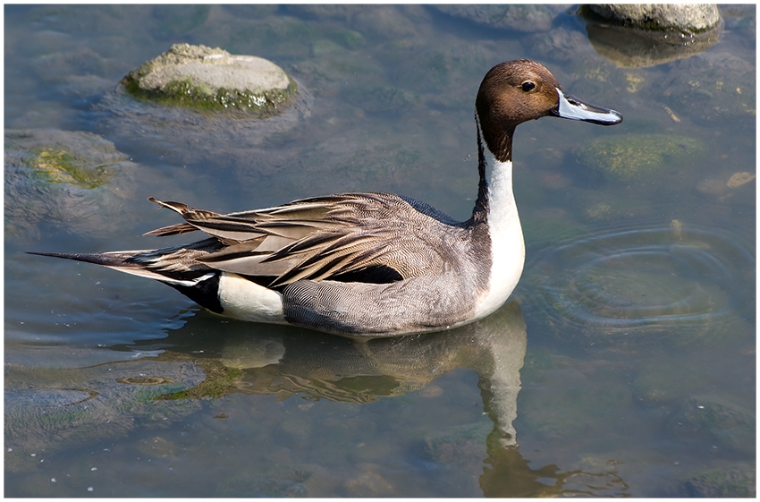 Northern Pintail