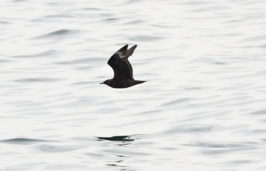 Parasitic Jaeger