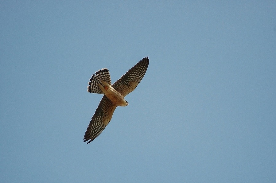 Red-footed Falcon