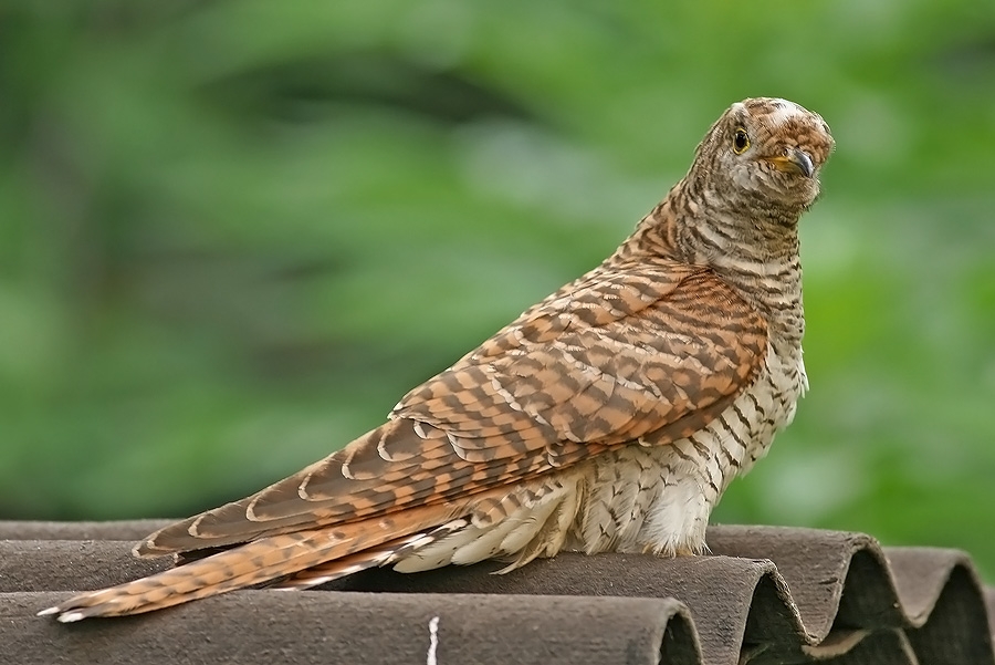 Common Cuckoo