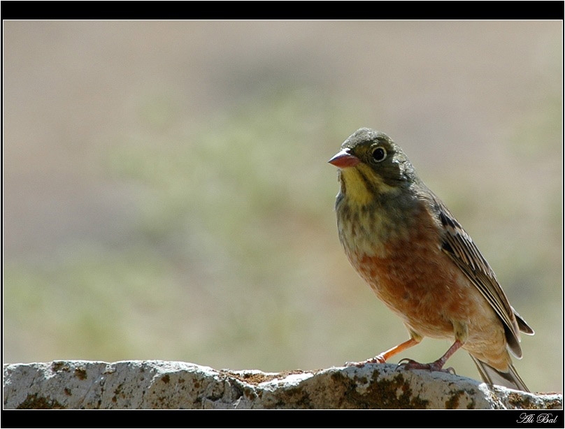 Ortolan Bunting