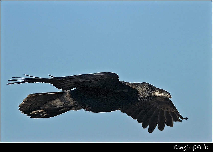 Northern Raven