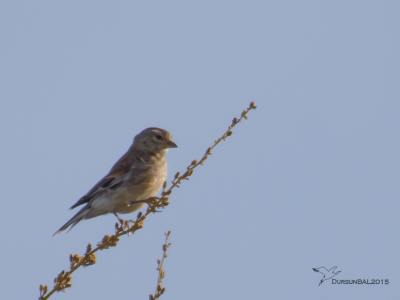Twite