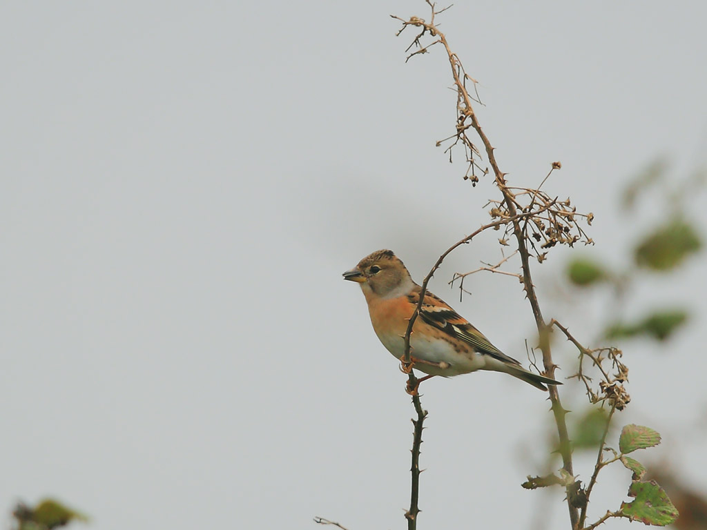 Brambling
