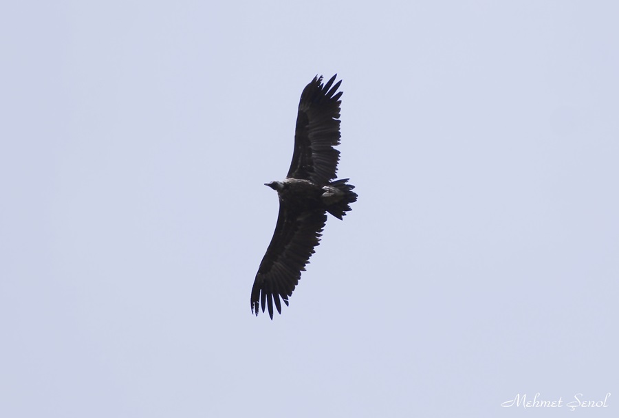 Cinereous Vulture