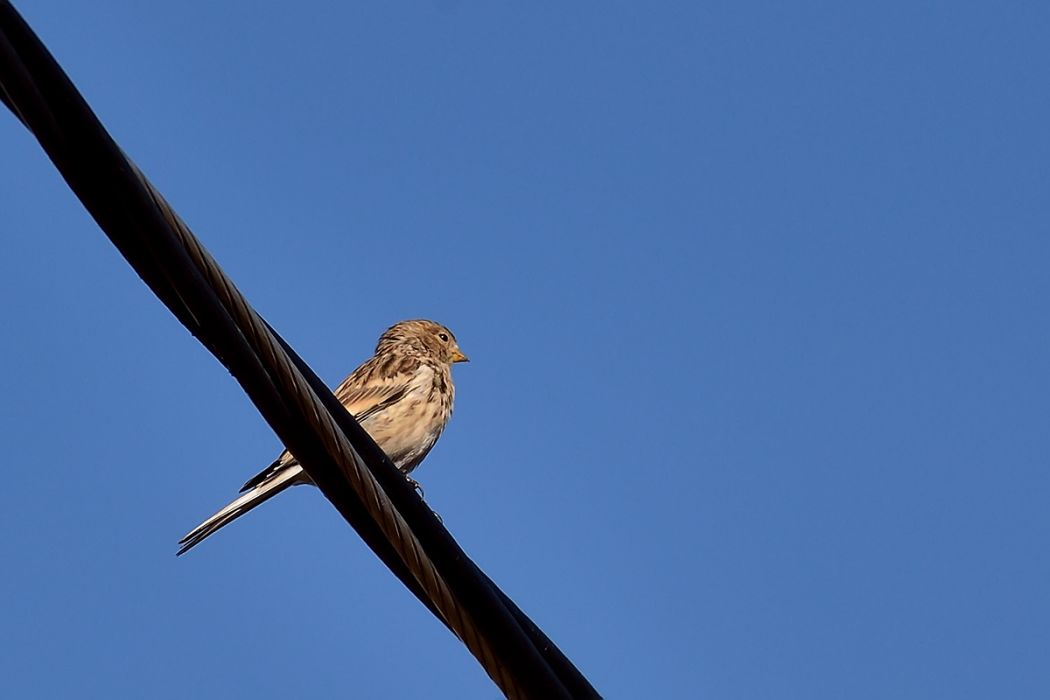Twite