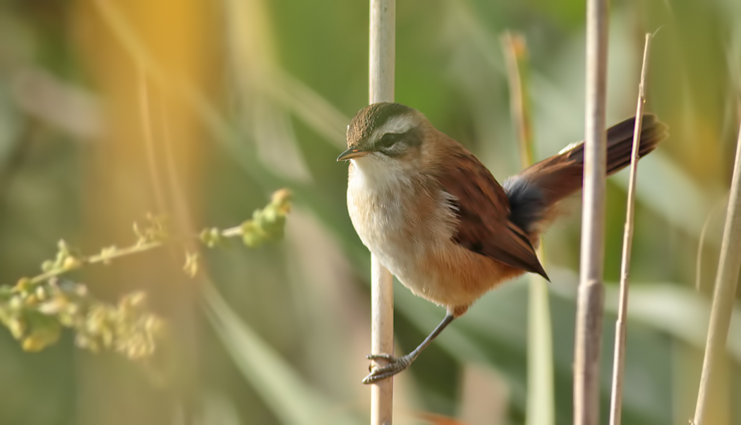 Moustached Warbler