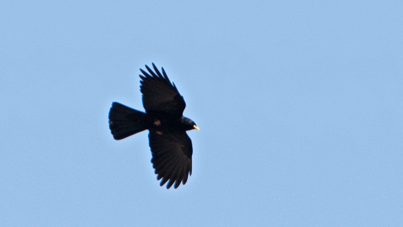 Alpine Chough