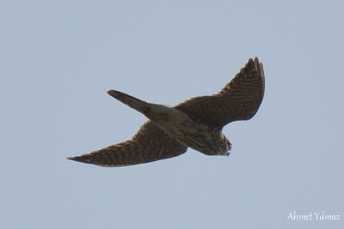 Merlin