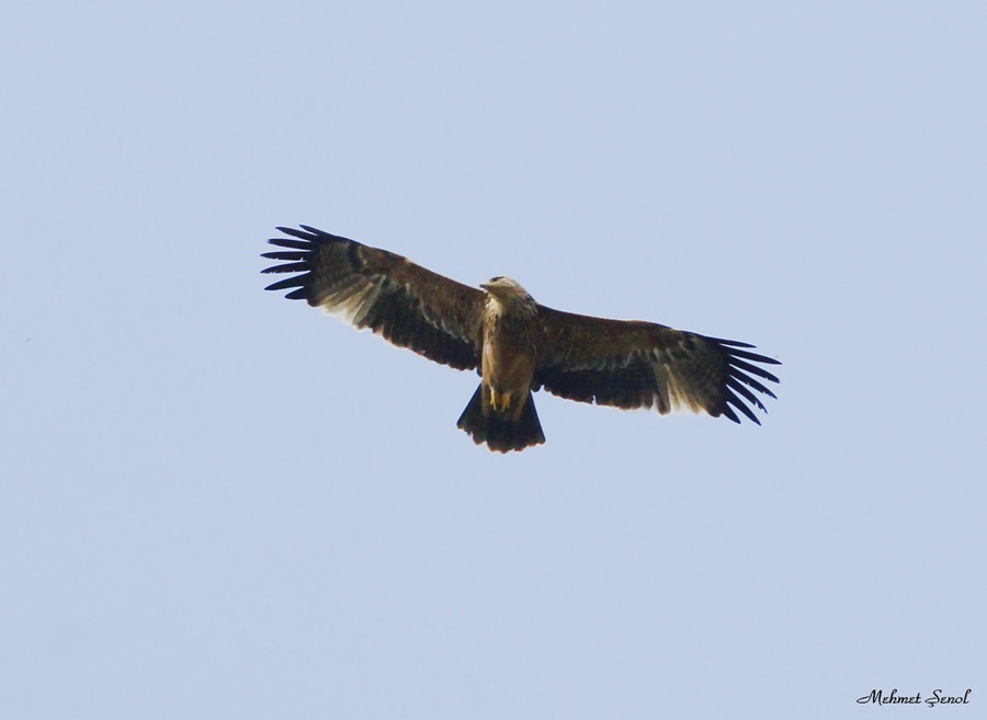 Şah kartal