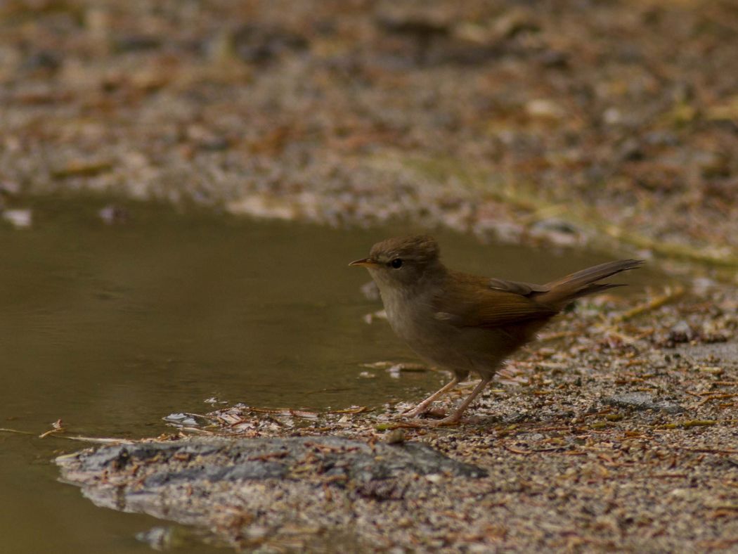 Cetti`s Warbler