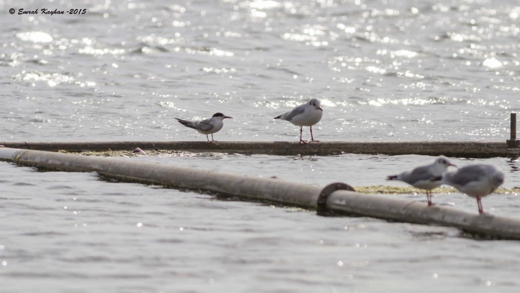Common Tern