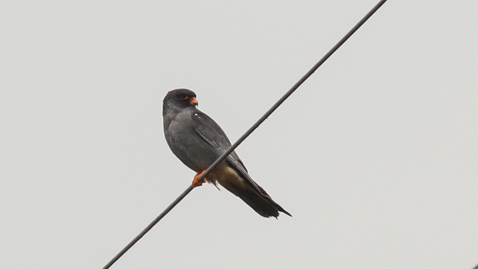 Red-footed Falcon