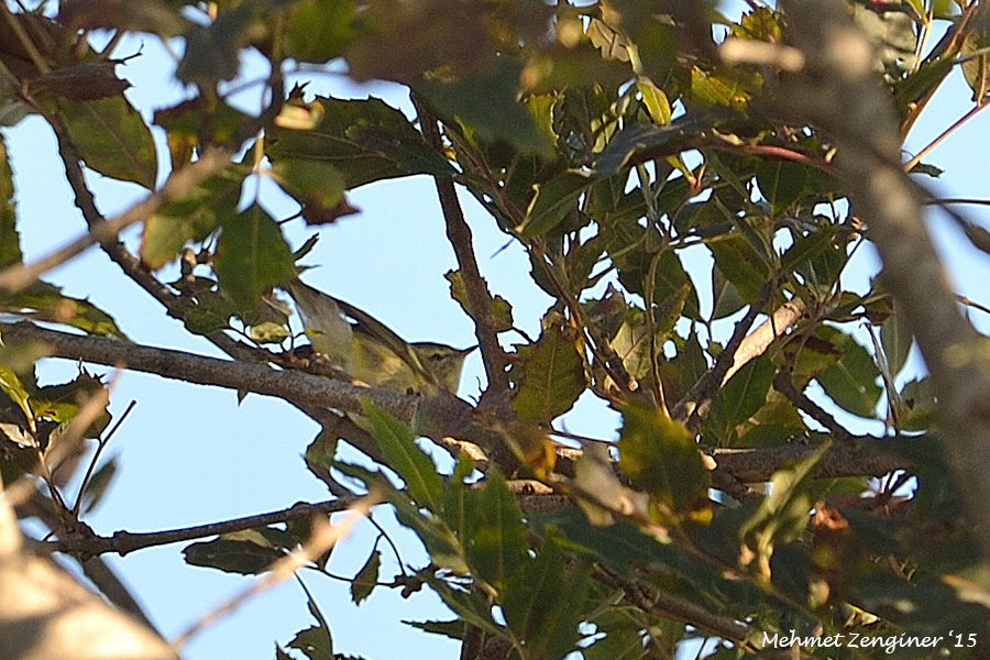 Yellow-browed Warbler