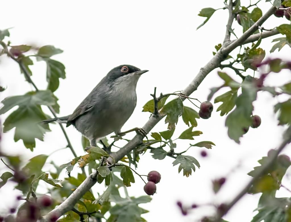 Sardinian Warbler