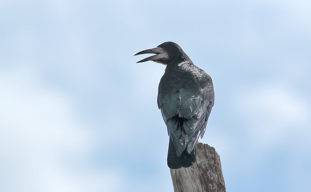 Rook