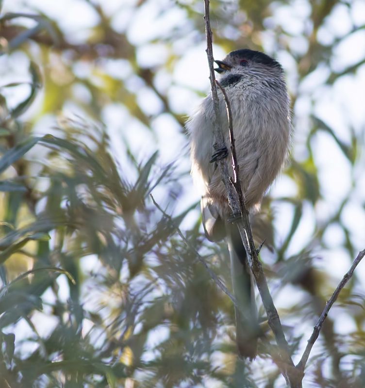 Long-tailed Tit
