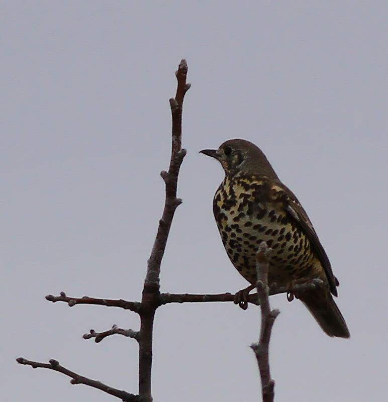 Mistle Thrush