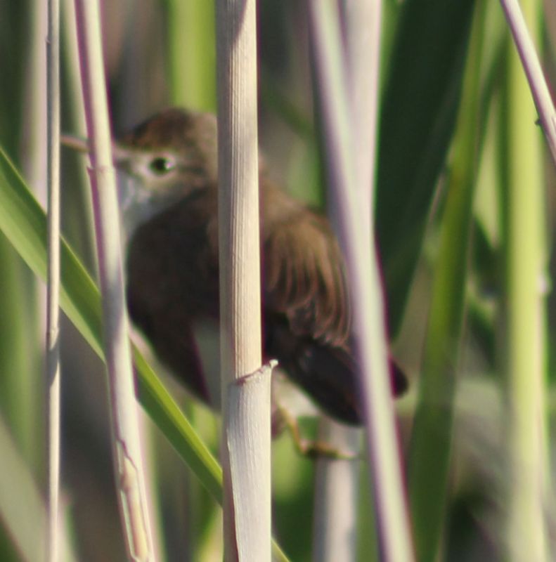 Great Reed Warbler